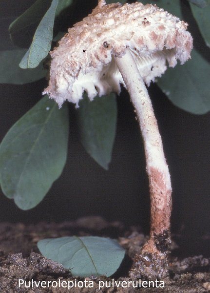 Cystolepiota pulverulenta-amf1974.jpg - Cystolepiota seminuda ; Syn1: Lepiota sistrata v.seminuda ; Syn2: Cystoderma seminudum ; Nom français: Lépiote demi-nue